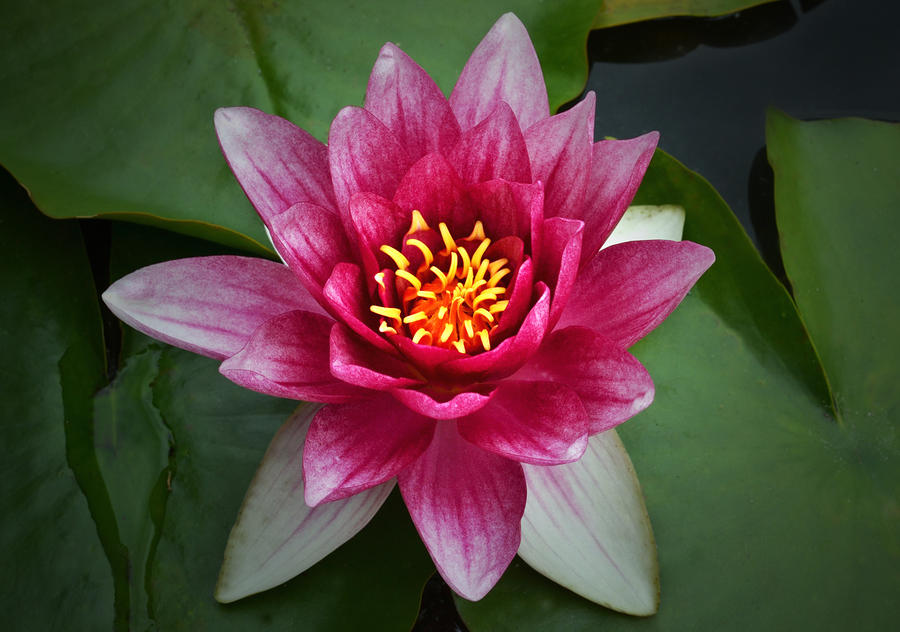 Vibrancy Of A Water Lily. Photograph by Terence Davis