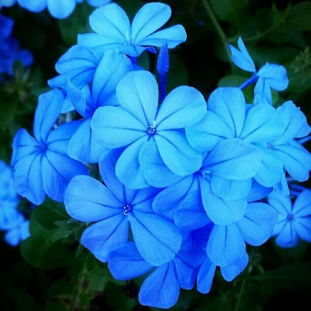 Flower Photograph - Vibrant Blues by Percy Bohannon