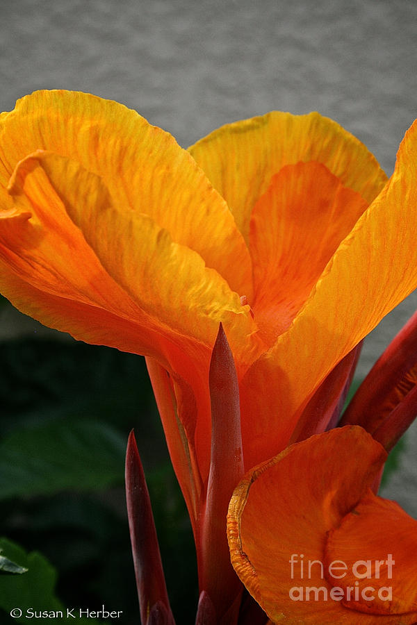 Nature Photograph - Vibrant Canna by Susan Herber