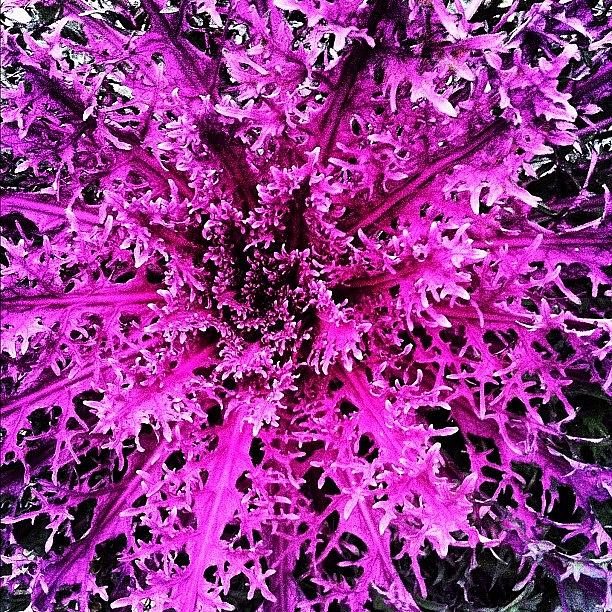 Nature Photograph - Vibrant #color #plant #iphoneonly by Zach Sampson