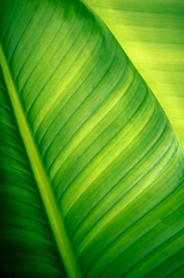 Vibrant Green Leaf Photograph by Joe Carini - Printscapes