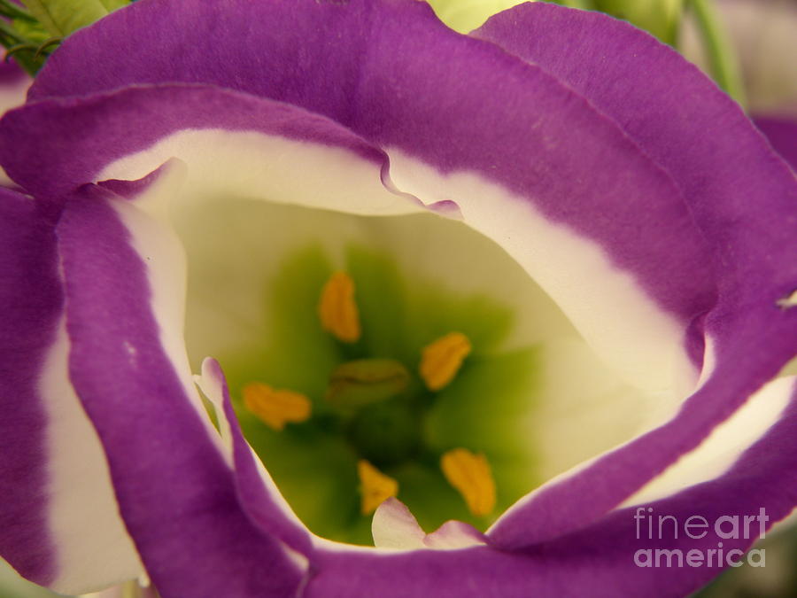 Flower Photograph - Vibrant by Lainie Wrightson
