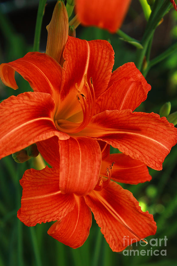 Vibrant Orange Daylilies Photograph by Marjorie Imbeau | Fine Art America