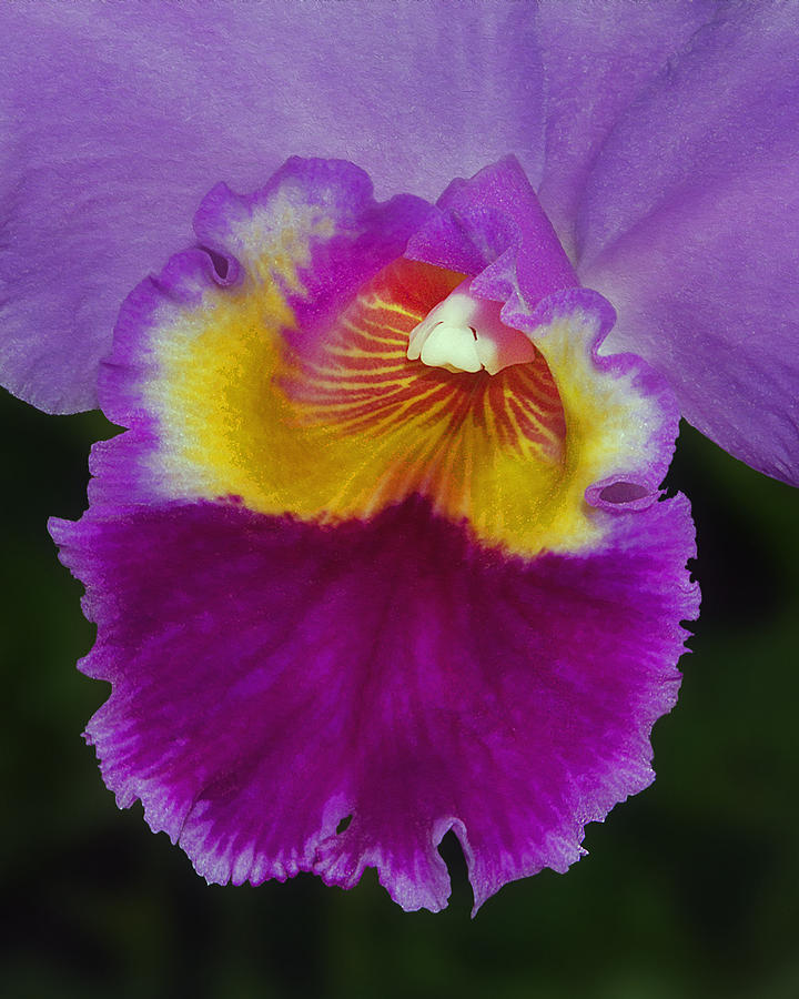 Vibrant Orchid Photograph by Susan Candelario