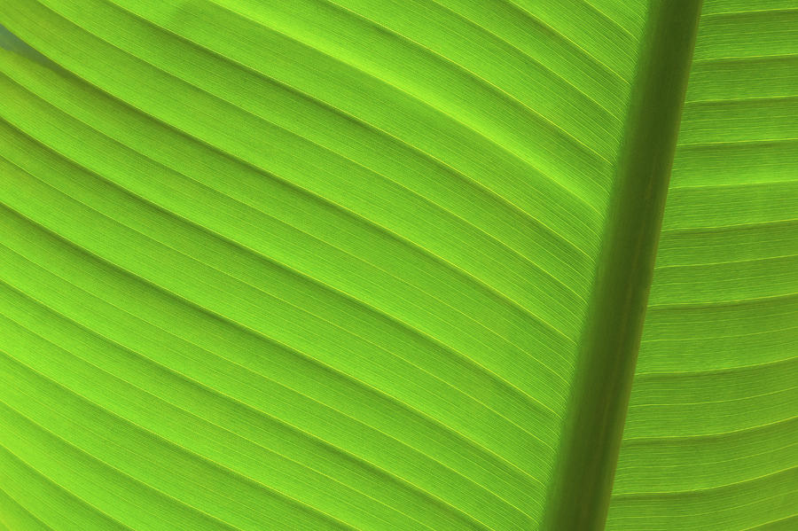 Vibrant Palm Lines Photograph by Joe Carini - Printscapes