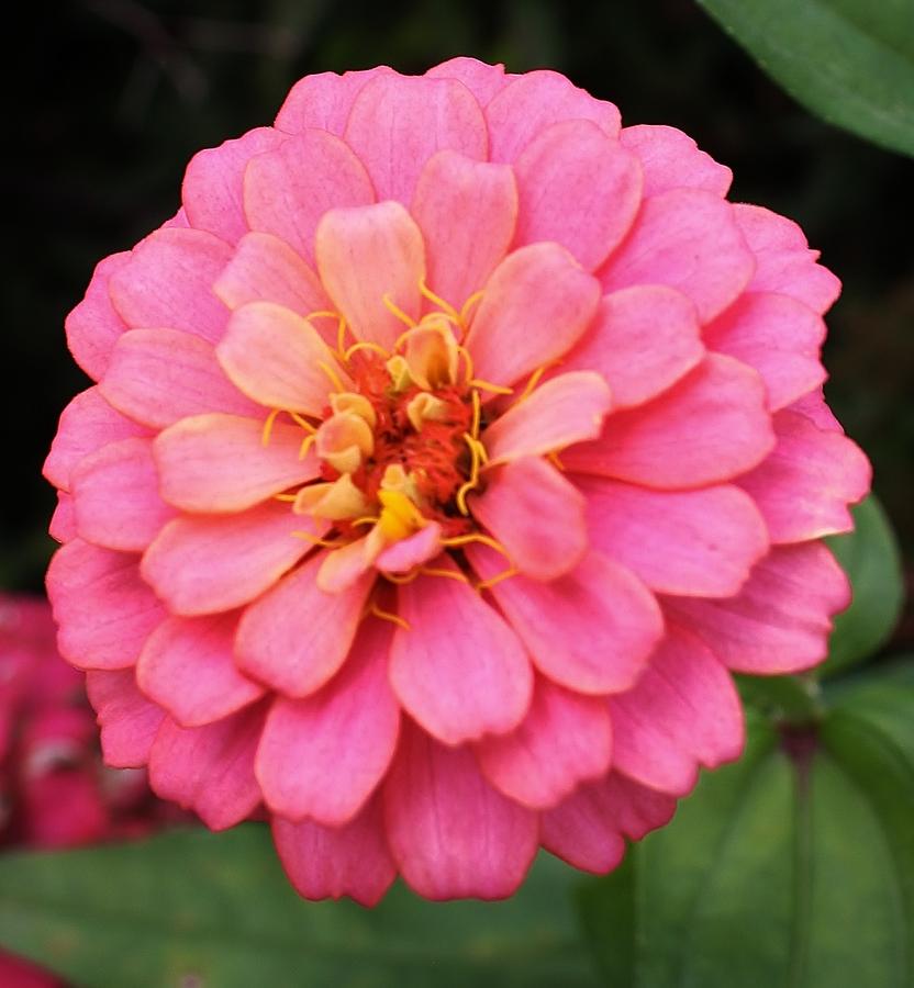Vibrant Pink Zinna Photograph by Bruce Bley