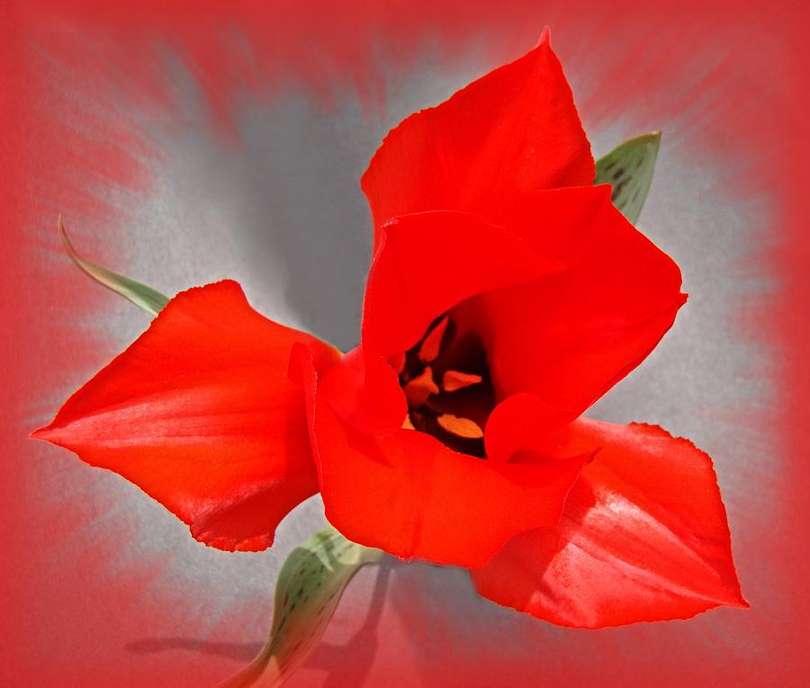 Vibrant Red Tulip Photograph by Nick Kloepping