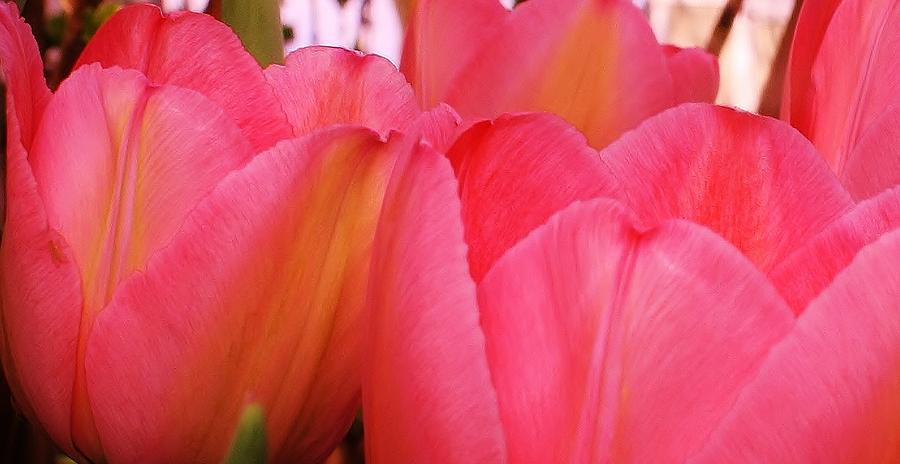 Tulip Photograph - Vibrant Tulips by Bruce Bley