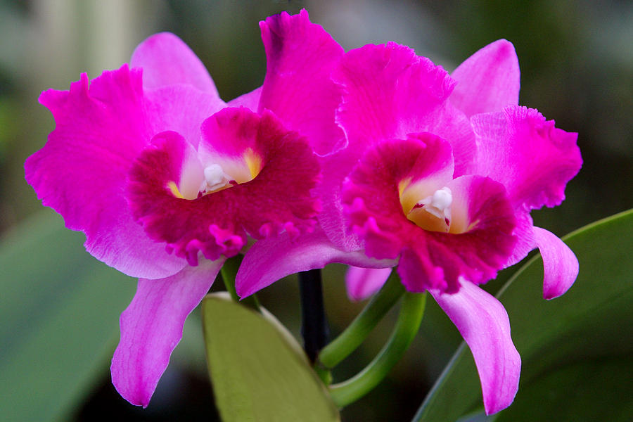 Flower Photograph - Vibrant Violet Orchids by Linda Phelps