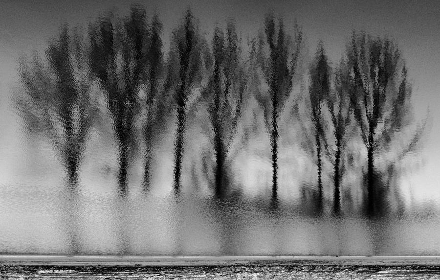 Tree Photograph - Vibrations by Ferenc Farago - Photograph Art