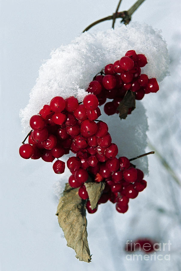 Viburnum berries covered with snow Photograph by Elena Filatova