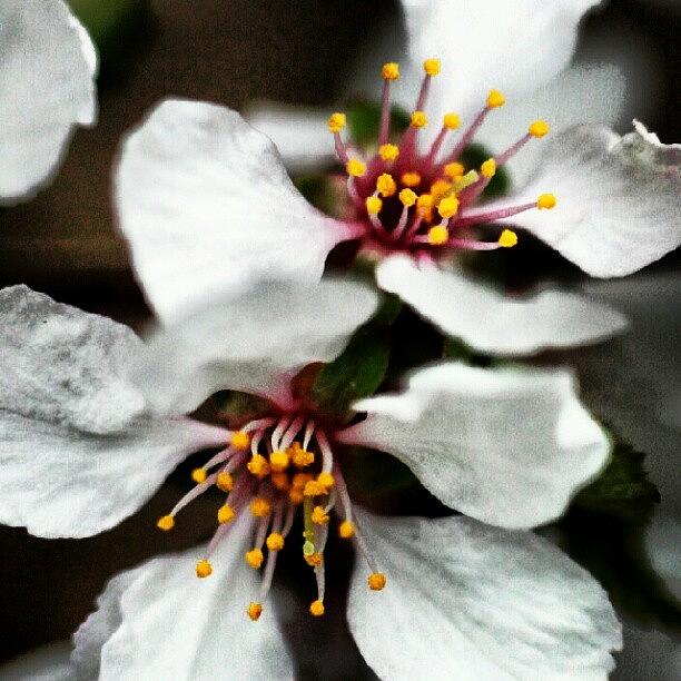 Nature Photograph - Viburnum Blossoms by Logan Neet