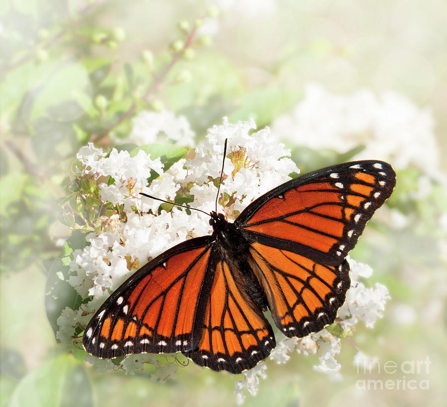 Viceroy on White Flower Cluster Photograph by Sari ONeal