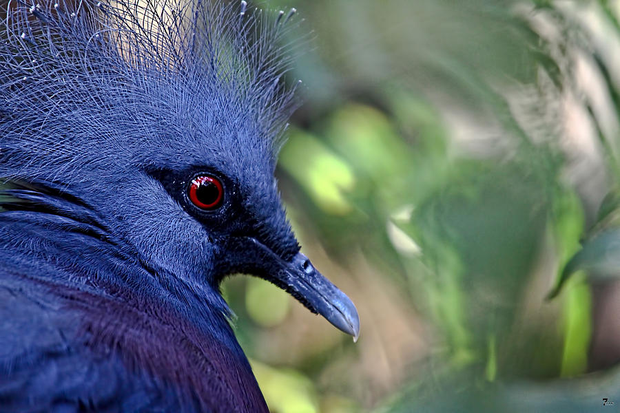 Victoria Crowned Pigeon Photograph by Jason Blalock