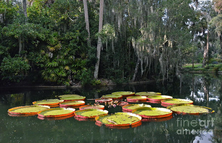Victoria Water Lilies Photograph by Carol  Bradley