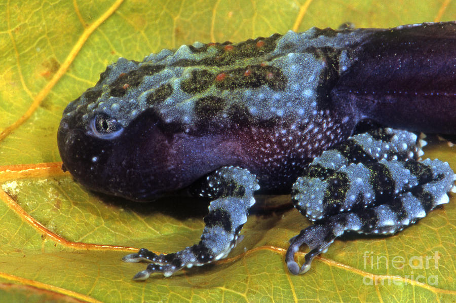 Vietnamese Moss Frog Photograph by Dante Fenolio