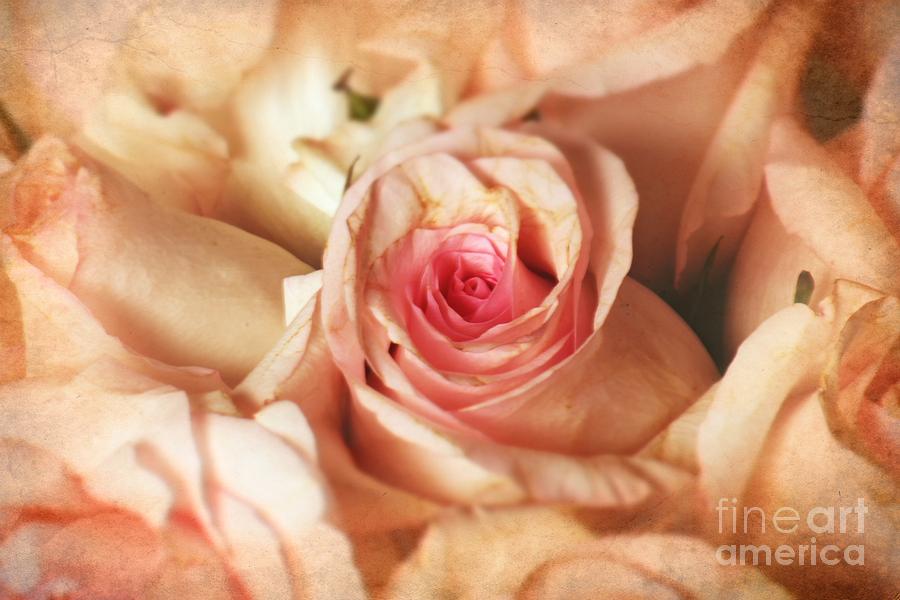 Rose Photograph - Vieux Rose by Sophie Vigneault