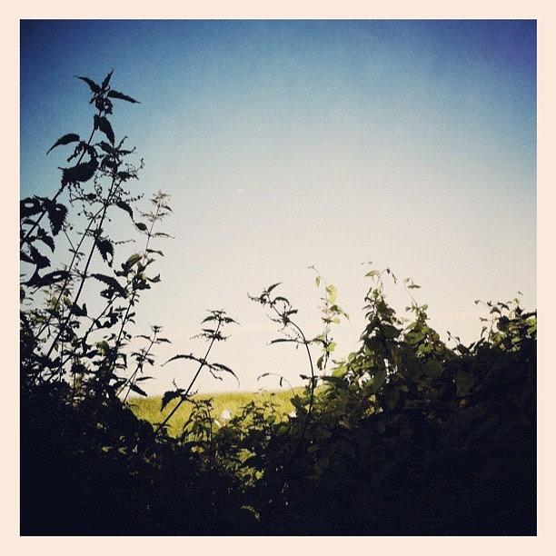 Nature Photograph - #view From My #morning #walk #hedge by Emma  Maudsley
