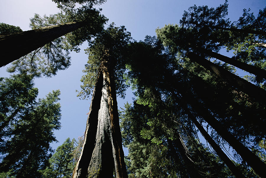 Sequoiadendron Giganteum Photograph - View Looking Up The Trunks Of Giant by Phil Schermeister Sequoiadendron Giganteum Photograph - View Looking Up The Trunks Of Giant by Phil Schermeister