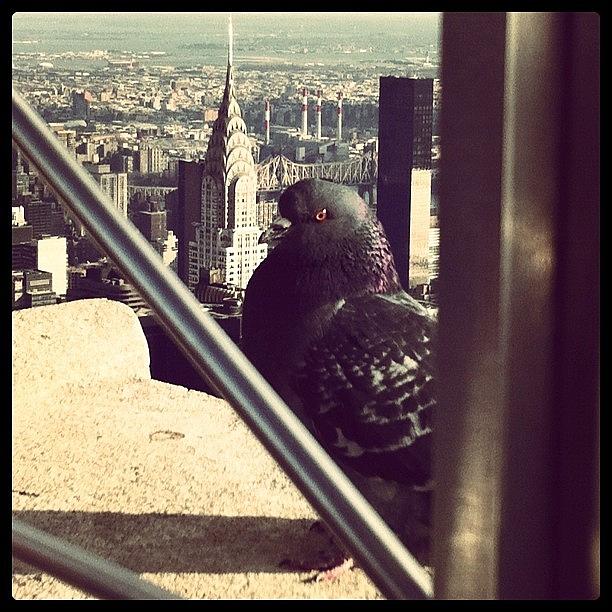 New York City Photograph - View of a Birds Eye by Laura Douglas