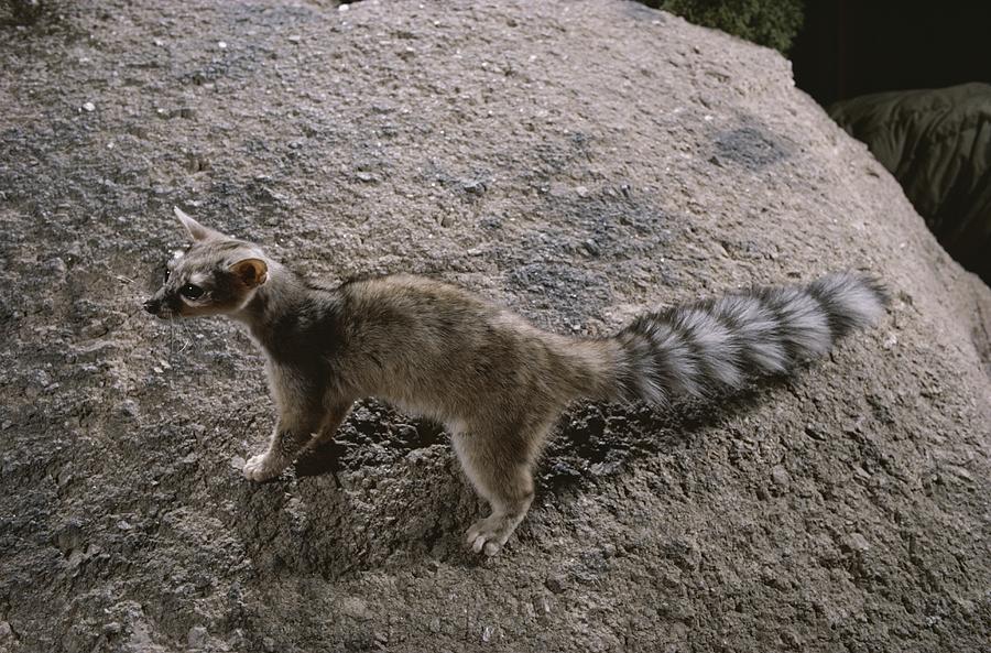 View Of A Night-prowling Ringtail Cat Photograph by Jonathan Blair