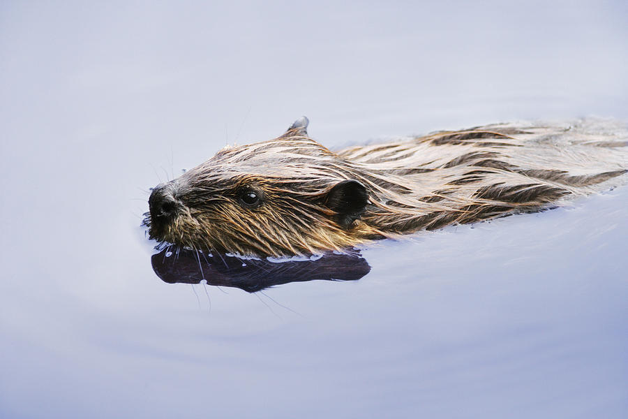 Animal Photograph - View Of Beaver, Chaudiere-appalaches by Yves Marcoux