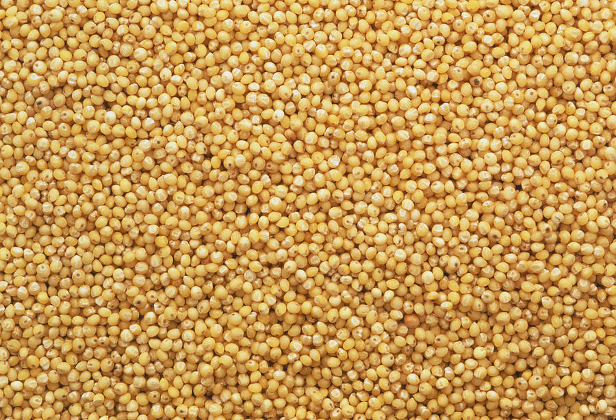 View Of Hulled Millet (panicum Miliaceum) Grains Photograph by Kaj R