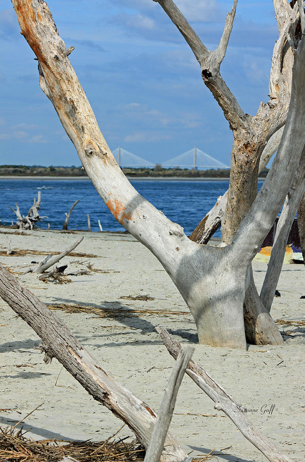 Tree Photograph - View of the Cooper River Bridge from the Boneyard by Suzanne Gaff
