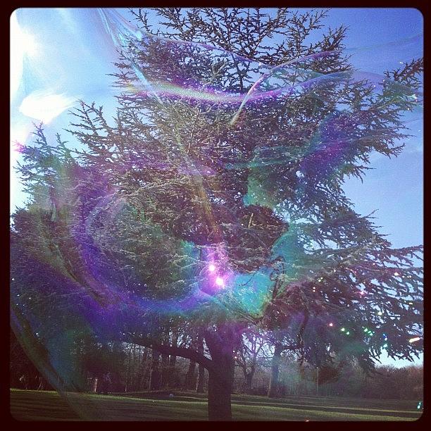 Tree Photograph - View through a bubble by Talulah Blue Tree Photograph - View through a bubble by Talulah Blue
