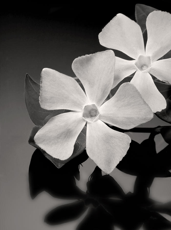 Flowers Still Life Photograph - Vinca minor Periwinkle by Tony Ramos