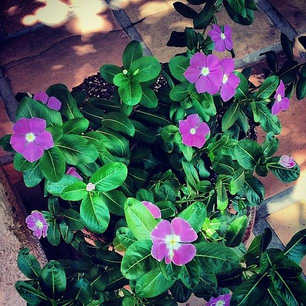 Flower Photograph - Vincas by Shawn Doherty