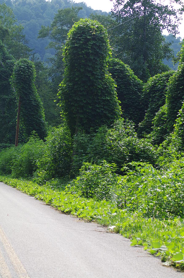 Vine artwork Photograph by Becky Arvin - Fine Art America