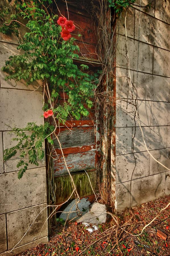 Vine Covered Door Digital Art by Michael Thomas
