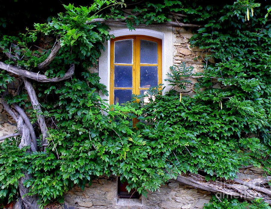 Windows Photograph - Vine Covered Stone House by Lainie Wrightson