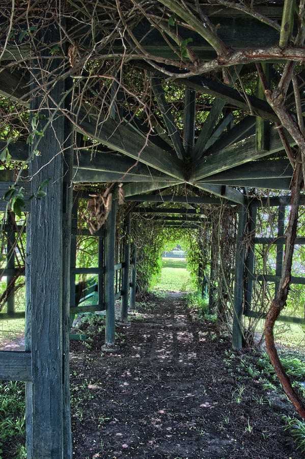 Vine Covered Walkway Photograph by James Woody