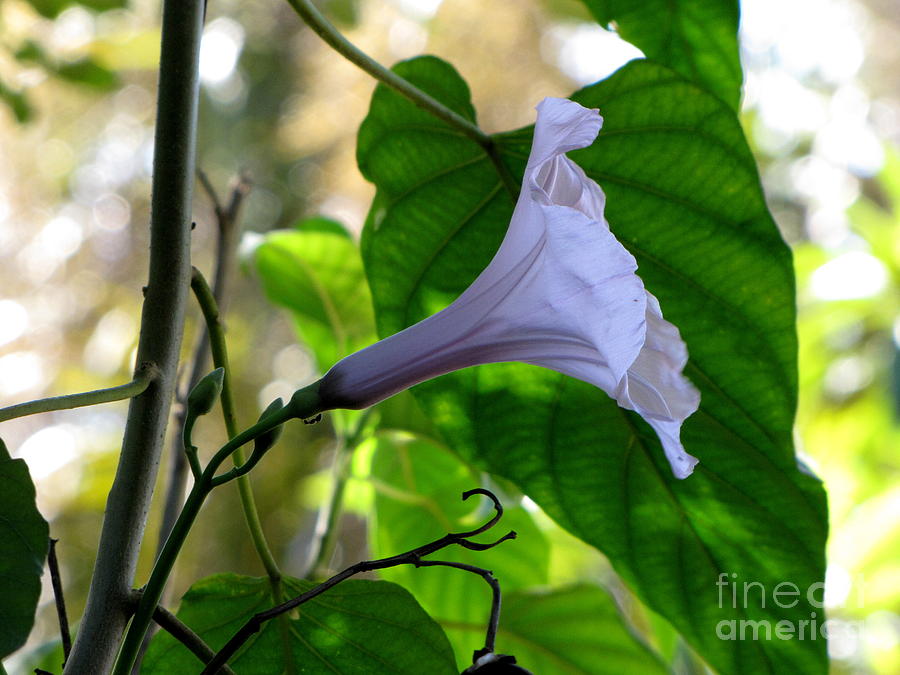 Vine Flower Photograph by Brenda Alcorn - Fine Art America