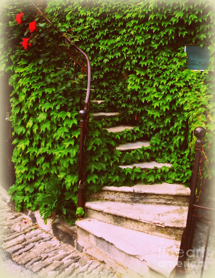 Vine Laden Steps Photograph by Lainie Wrightson