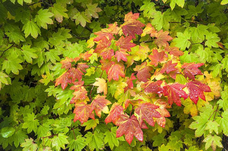 Vine Maple Photograph by Greg Vaughn - Fine Art America