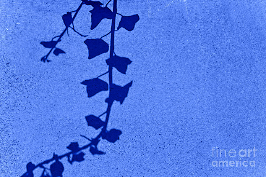 Vine shadow on blue wall Photograph by Silvia Ganora