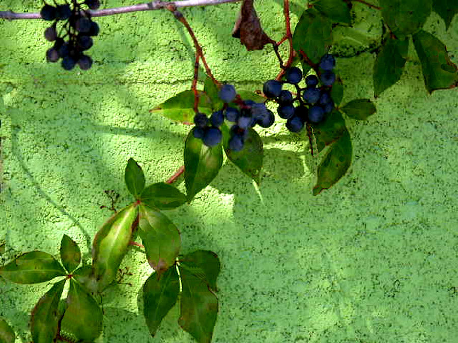 Grape Photograph - Vine with Berries by Barbara Porto