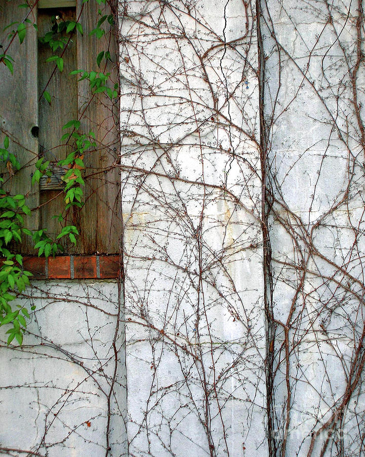 Vined Wall Photograph by Lizi Beard-Ward