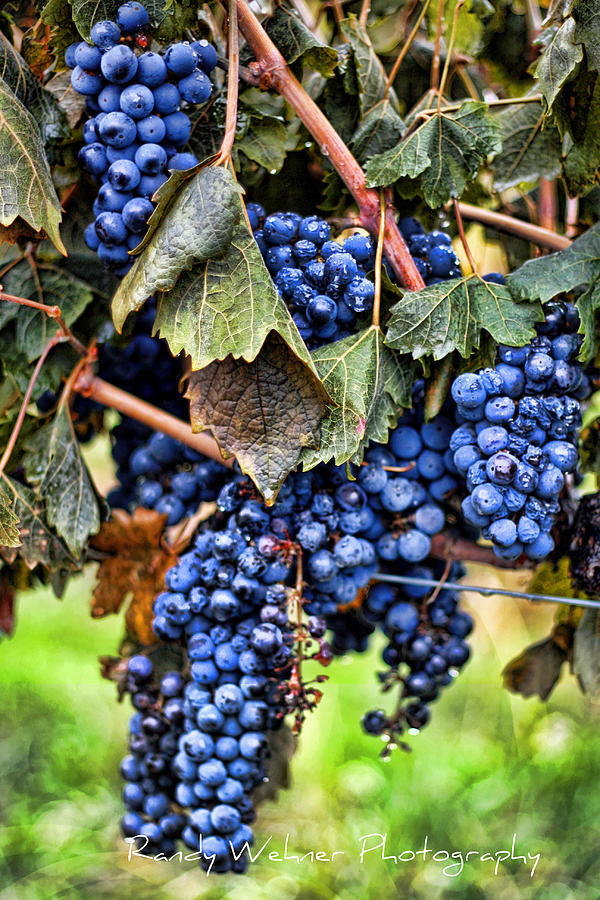 Vines and Clusters Photograph by Randy Wehner