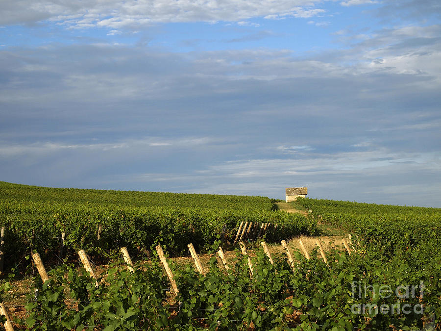 Rural Scene Photograph - Vines in Burgundy. France by Bernard Jaubert