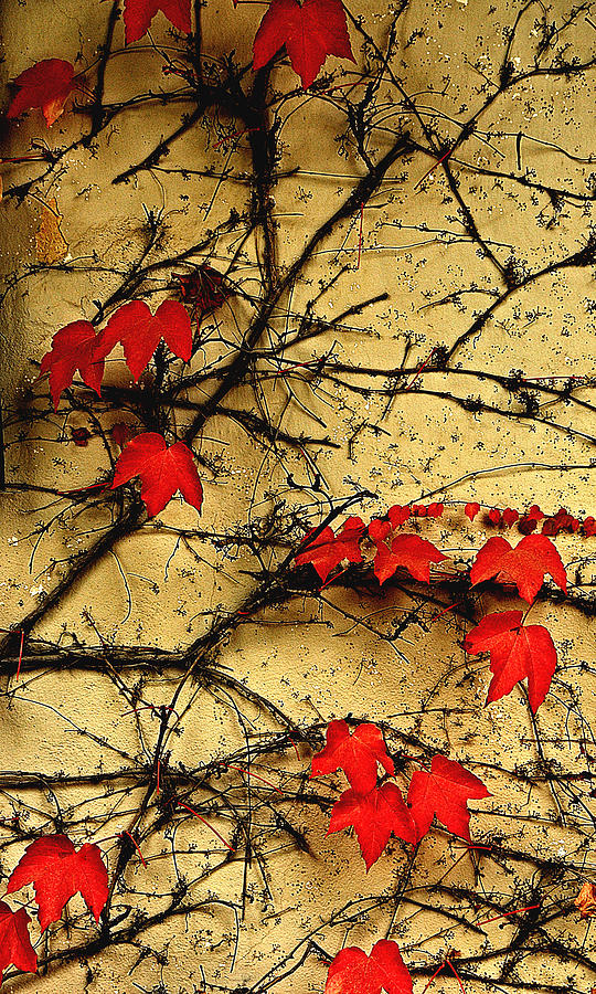 Vines on a Wall Photograph by Beverly Hanson