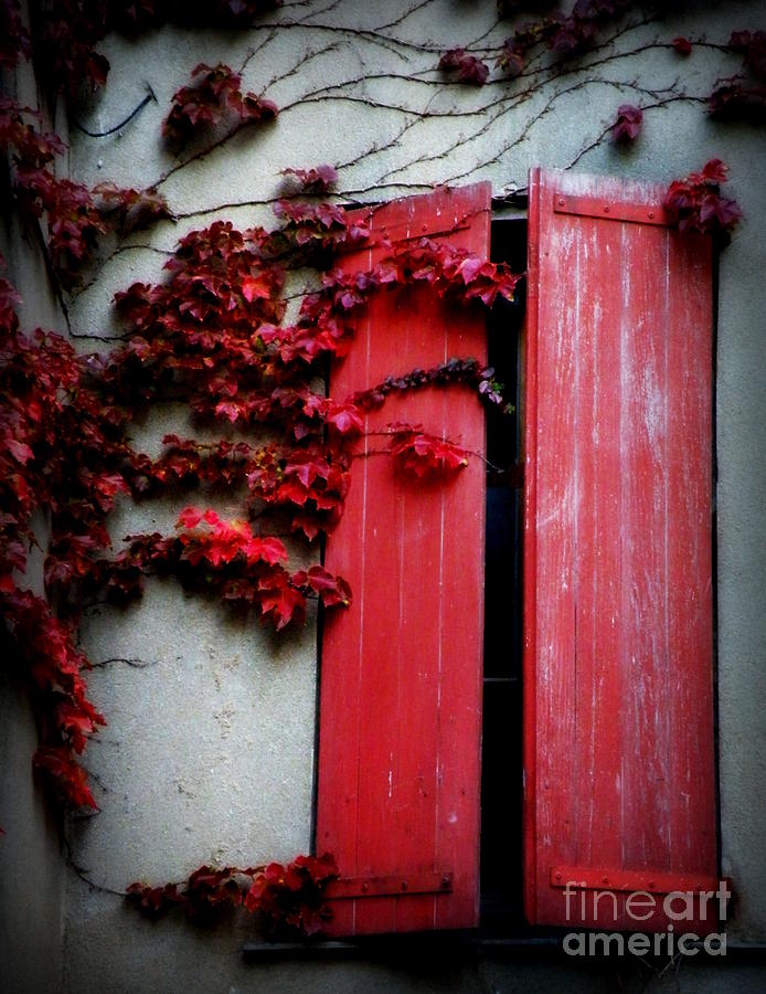 Fall Photograph - Vines on Red Shutters by Lainie Wrightson