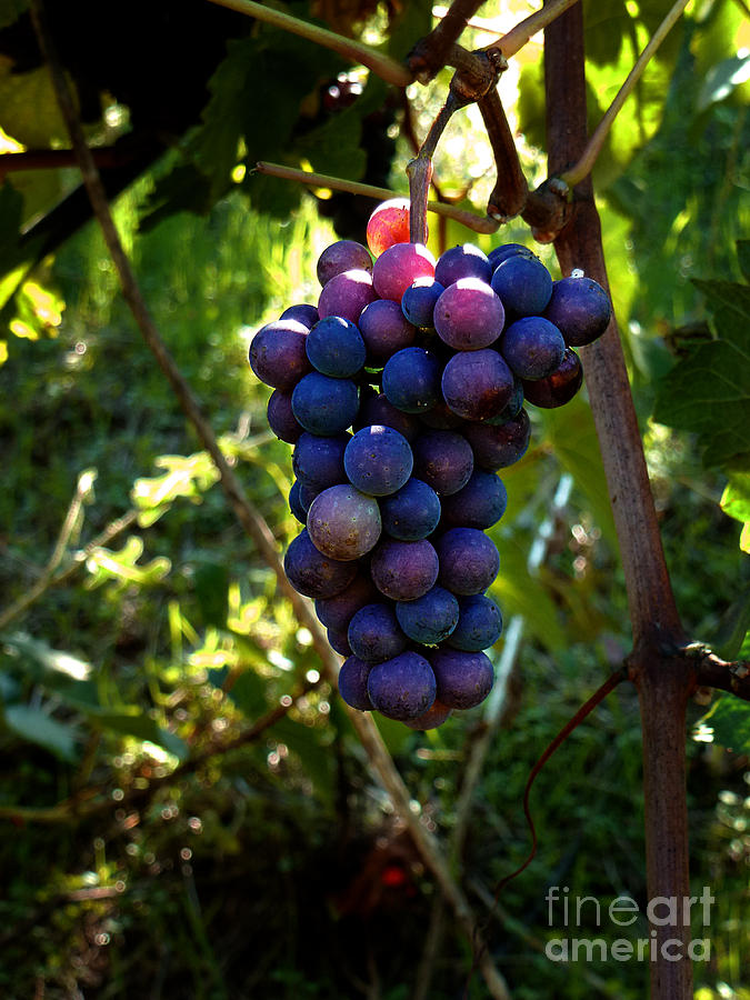 Vineyard 31 Photograph by Xueling Zou