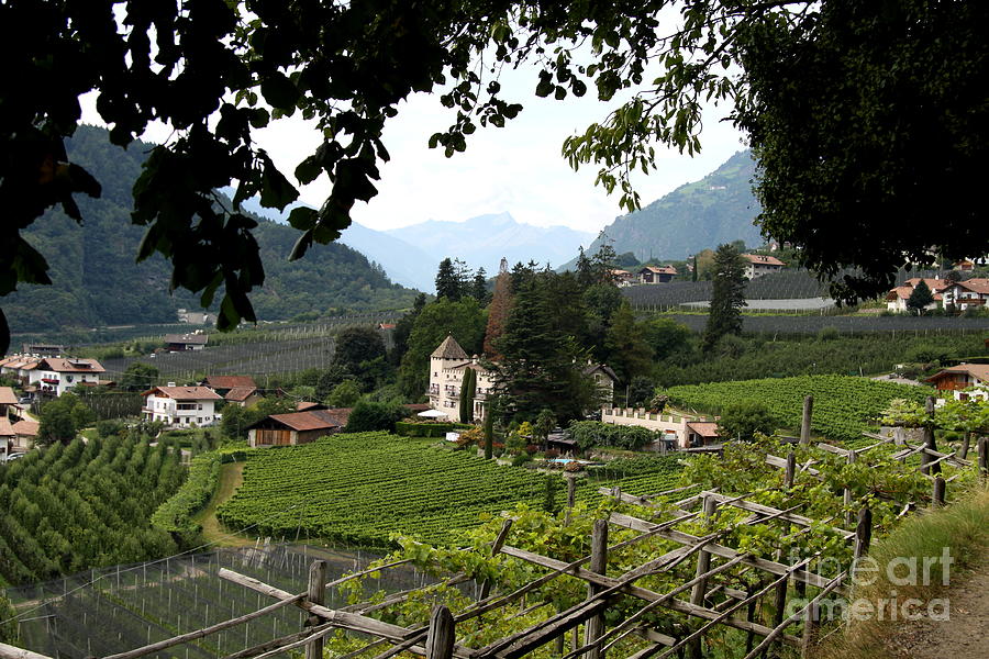 Vineyard - Alto Adige Photograph by Christiane Schulze Art And Photography