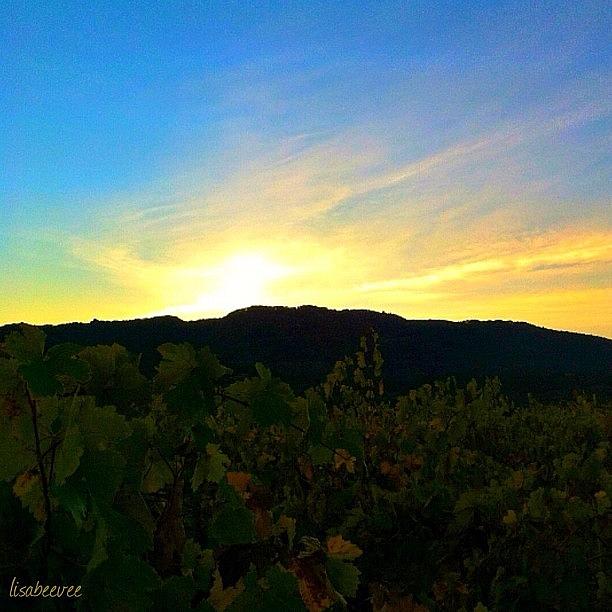Vineyard At Sunset - Sonoma Valley Photograph by Lisa Viator