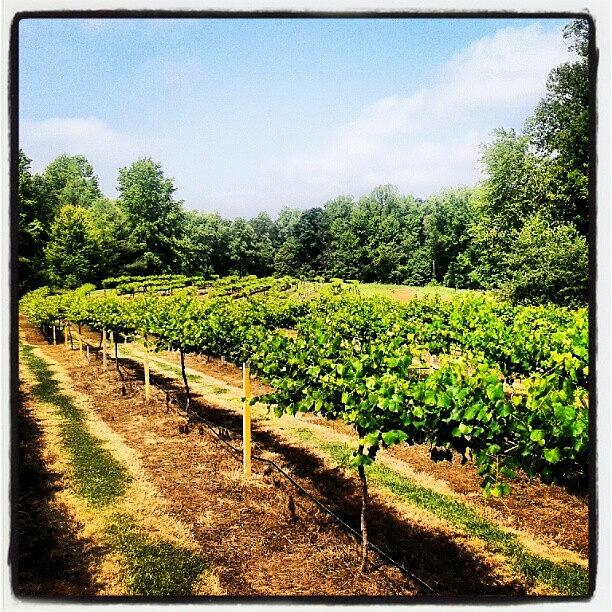 Juice Photograph - #vineyard #backyard #grapes #vines by Virginia Lockman