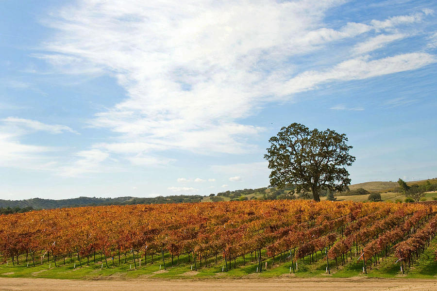 Fall Colors Photograph - Vineyard by Christy McMahon